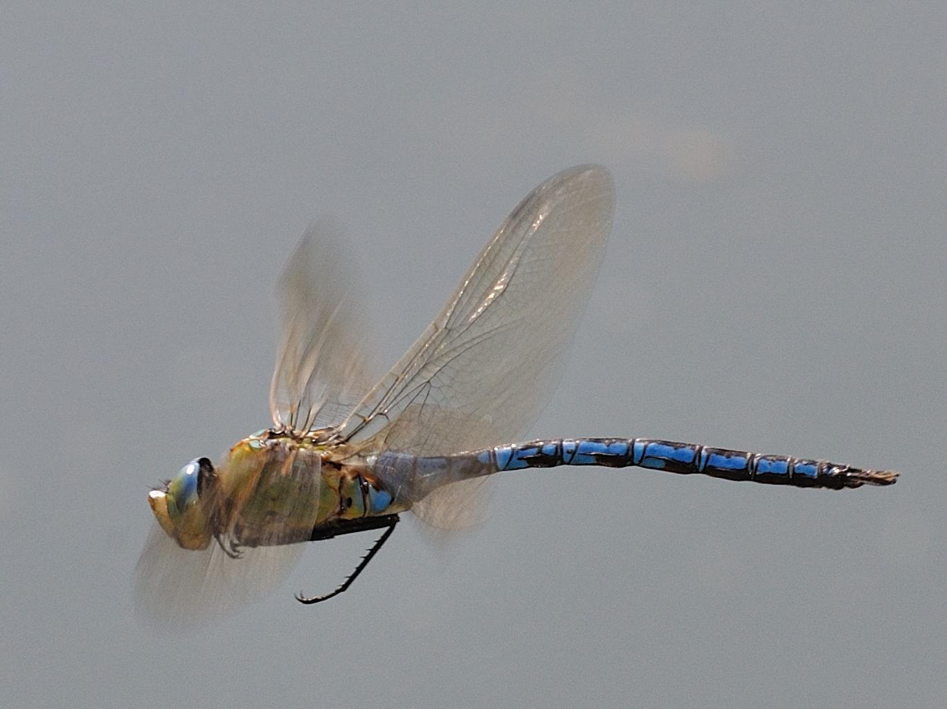 In volo (Anax imperator?)